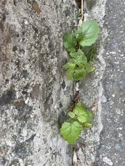 Magnoliopsida