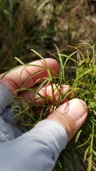 Eupatorium capillifolium