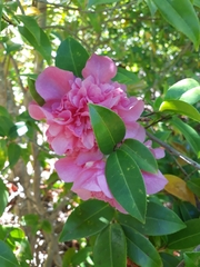 Camellia