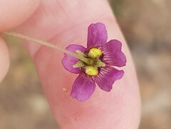 Diascia elongata