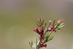 Cliffortia pterocarpa