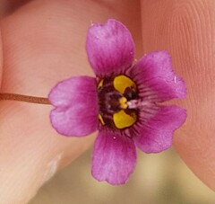 Diascia elongata