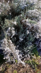 Eriocephalus racemosus