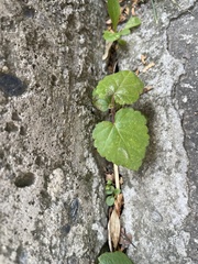 Magnoliopsida