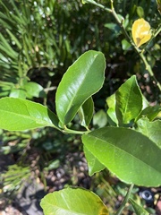 Citrus trifoliata