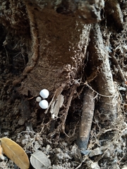 Coprinellus disseminatus