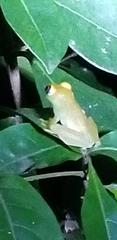 Boophis viridis