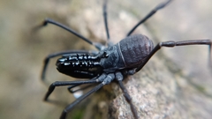 Ischyropsalis luteipes