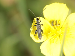 Oedemera atrata