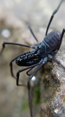 Ischyropsalis luteipes