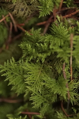 Thuidium tamariscinum