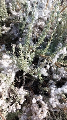 Eriocephalus racemosus