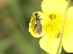 Oedemera atrata