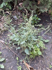 Chenopodium album