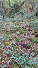 Ischyropsalis luteipes