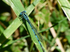 Erythromma lindenii