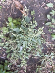Chenopodium album