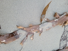 Desmarestia herbacea