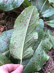 Rumex obtusifolius