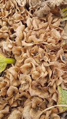 Arctopus monacanthus