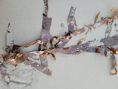 Desmarestia herbacea