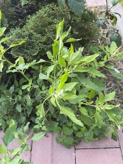 Chenopodium album