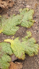 Arctopus monacanthus