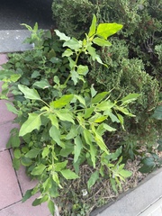 Chenopodium album
