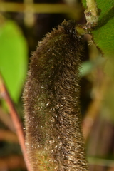 Mucuna pruriens