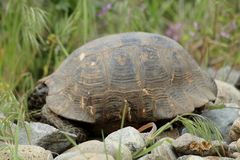 Testudo graeca armeniaca