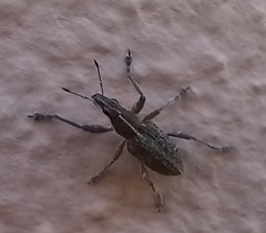 Charagmus gressorius