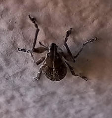 Charagmus gressorius