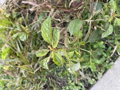 Acalypha australis