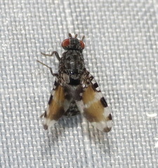 Pseudotephritis vau