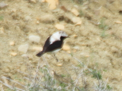 Oenanthe melanoleuca