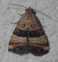 Pseudozarba bipartita