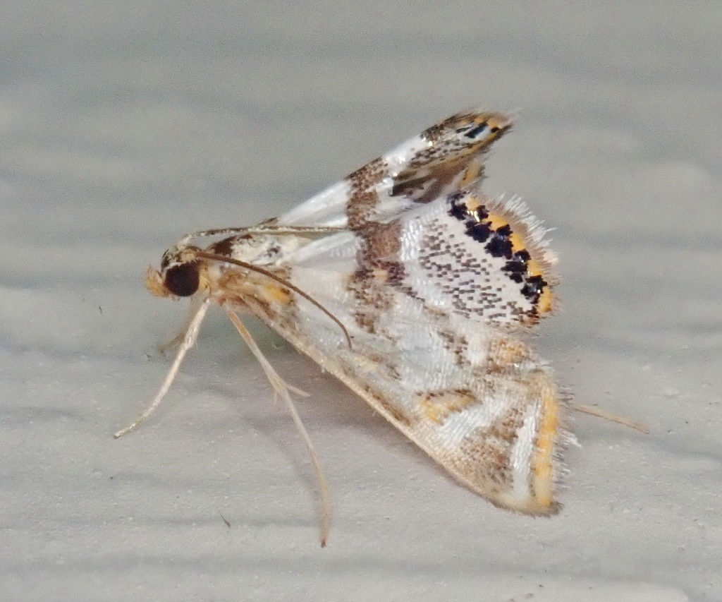 Bold Medicine Moth