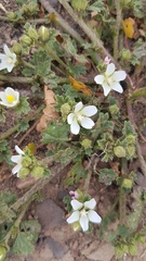 Anisodontea biflora