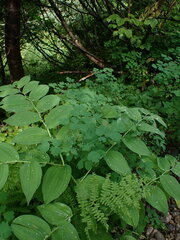 Thalictrum occidentale