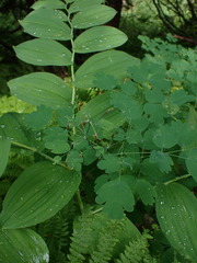 Thalictrum occidentale