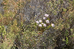 Serruria rostellaris