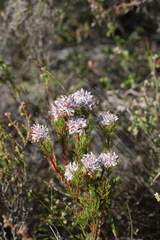 Serruria rostellaris