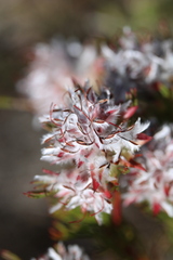 Serruria rostellaris