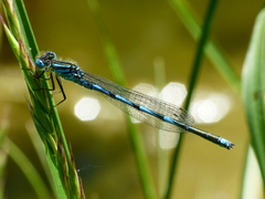 Erythromma lindenii