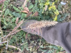 Setaria viridis