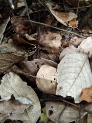 Dendrobates truncatus