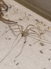 Phalangium opilio