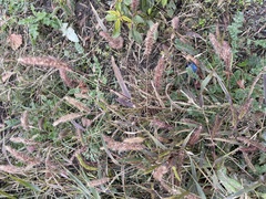 Setaria viridis