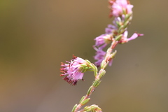 Erica labialis