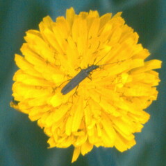Oedemera crassipes
